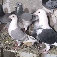 نرو ماده پلاکی