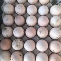 بوقلمون محلی برنز نر-ماده بالغ|حیوانات مزرعه|ورامین, شهرک مدرس|دیوار