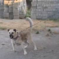 سرابی نر آدمی نگهبان