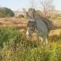 الاغ گله