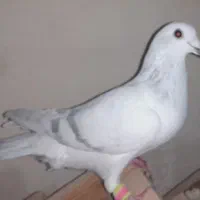 دم سفید و پاکستانی