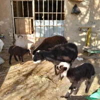 دوتا میش و سه تا بره یکیش دوقلو|حیوانات مزرعه|زرین دشت (همدان), |دیوار