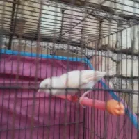 قناری نر ماده