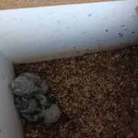 گرینچیک با جوجه