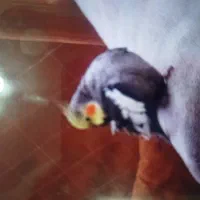 عروس هلندی گمشده،به یابنده مژدگانی داده میشود|حیوانات|نیشابور, شهرک بسیج|دیوار