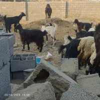 فروش فوری بز کوهی|حیوانات مزرعه|چابهار, |دیوار