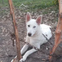 توله سگ هاسگی