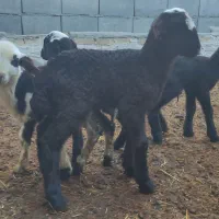 فروش چهار راس بره شیری نر و ماده
