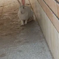 خرگوش