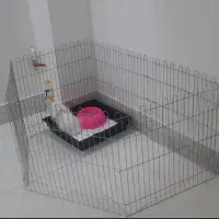 پارک سگ و خرگوش