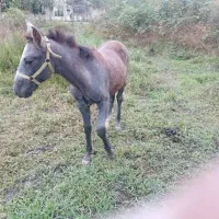 فروش یک راس مادیان به همراه کر اسب .نژاد کرد