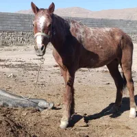 مادیان 4ساله درشت هیکل|اسب و تجهیزات اسبسواری|بجنورد, |دیوار