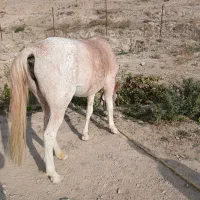 اسب ماده یورقه|اسب و تجهیزات اسب‌سواری|شیروان (خراسان), |دیوار