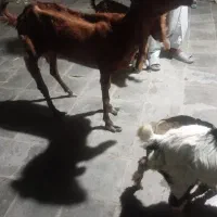 بزبادوتا شنک فروشی