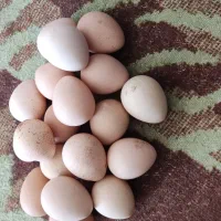 تخم مرغ شاخدار نطفه دار