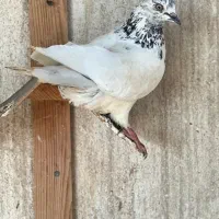 کفترپرشی شرطی