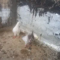 کبوتر|پرنده|جونقان, |دیوار