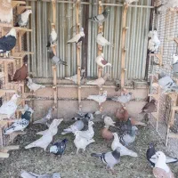 سرور قزوین ورنگی