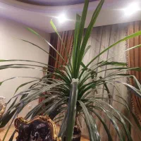 گل پاندانوس ۱۵ ساله|گل و گیاه طبیعی|کرج, گوهردشت|دیوار