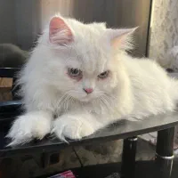 گربه پرشین|گربه|جم, |دیوار