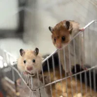 همستر کوهنورد