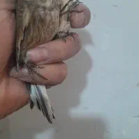 سهره سینه سرخ سهره کرمونی|پرنده|مشهد, شهرک بهارستان|دیوار