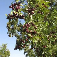 فروش زمین مزروعی از مزروعات بلهوری