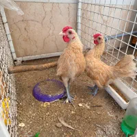 2 عدد خروس سبرایت