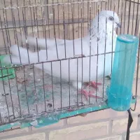 کبوتر|پرنده|رامهرمز, |دیوار