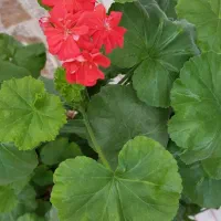 گل شمعدونی و برگ انجیری