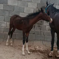 اسب|اسب و تجهیزات اسبسواری|ساوه, |دیوار