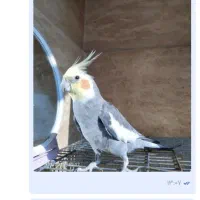 گمشده درشهرک جعفریه