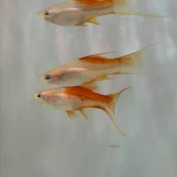 دمشمشیری|ماهی|سلماس, |دیوار