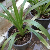 گل وگیاه طبیعی قیمت مناسب