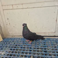 زاغ آبادانی