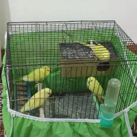 یک جفت مرغ عشق مولد با دو جوجه دون خور|پرنده|ایلام, |دیوار