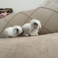 بچه خرگوش لوپ دانه دیویست