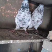 کبوتر‌گرگی‌ شیخی