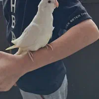 فروش طوطی از سرلاکی تا بالغ|پرنده|نوشهر, |دیوار