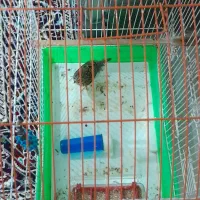 پرنده|پرنده|اردبیل, |دیوار