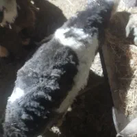 بره‌نر