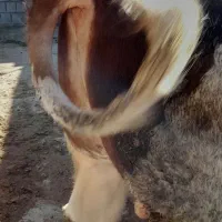 گوساله نر سیمینتال فول گوشت|حیوانات مزرعه|دینور, |دیوار