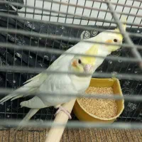 عروس هلندی به شرط سالمی میدم|پرنده|قم, سراجه (۱۵ خرداد)|دیوار