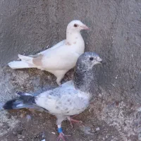 جوجه المانی