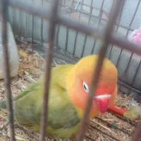 طوطی کتوله . پاستیلی. ماده آماده|پرنده|سرپل ذهاب, |دیوار