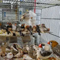 فنچ زبرا اروپایی و انگلیسی تعداد