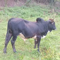 گاو نر.   ورزاکوله یکساله