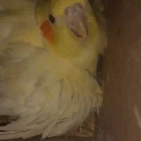 طوطی عروس هلندی