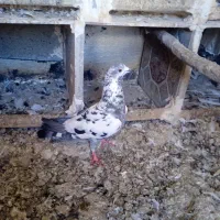 کبوتردورگه