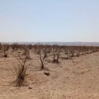 ۱۵۰۰ متر زمین سند تک برگ